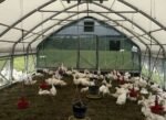 Hühnerstall 6×12 m für Gänse – Bild 3