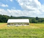 Hühnerstall 6×12 m für Gänse – Bild 2