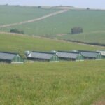 Mobiler Hühnerstall für 650 Hühner 75m2 – Bild 4